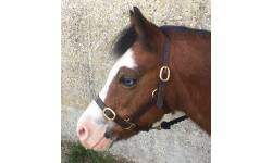 2_leather_headcollars