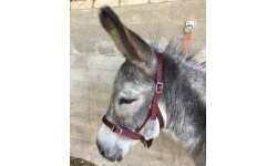 dhcledhe_bu_donkey_844x1024