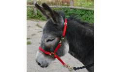 dhdontra_red_949x1024