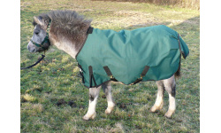 drclxdlw_foal_-_copy