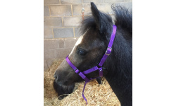 new_foal_safety_hcol1_864x1024