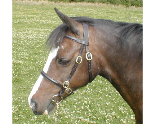 bridle_in-hand