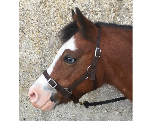 dhcledhe_brown_2_956x1024