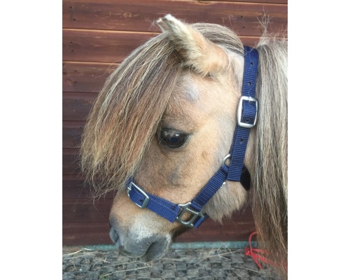 dhcledhe_dink_navy_825x1024