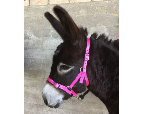 dhcledhe_pi_donkey_848x1024