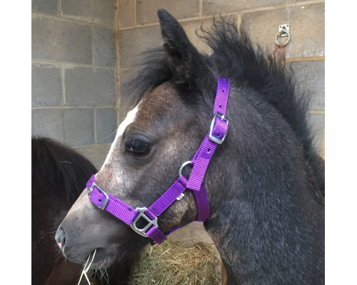 dhcledhe_purp_boris_1024x996