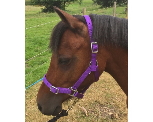 dhcledhe_ros_purp_862x1024_1838945099