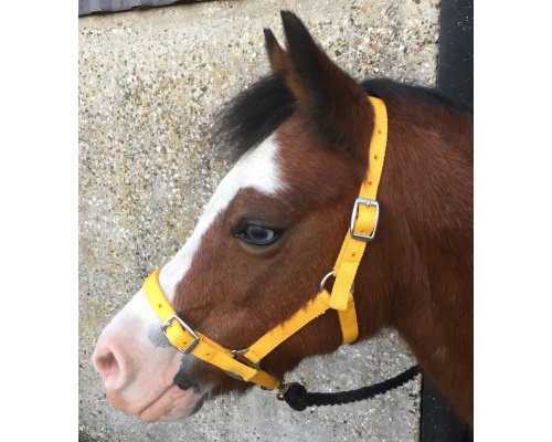 dhcledhe_yellow_2_919x1024