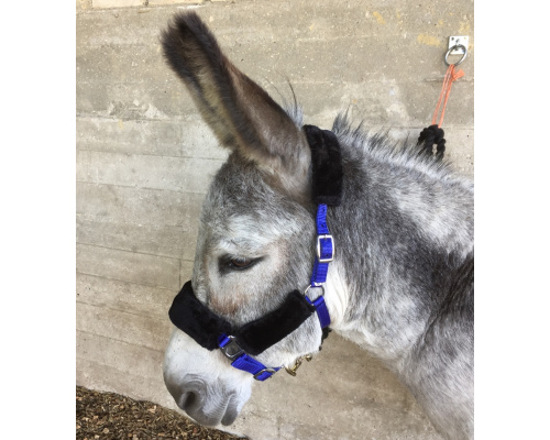 dhcomhea_donkey_929x1024