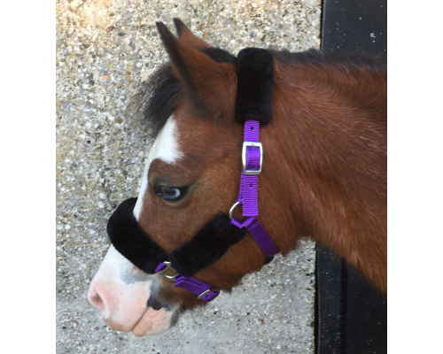 dhcomhea_purp_958x1024