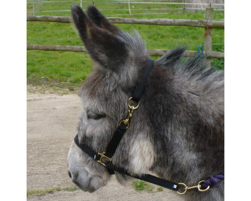 dhdontra_large_1009x1024