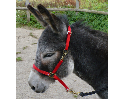 dhdontra_red_949x1024