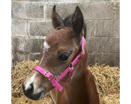 dhmifohe_pink_101981659