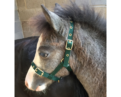 dhminyhe_forest_bert