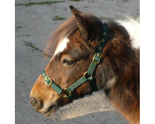 dhnylhea_forest_1024x1015