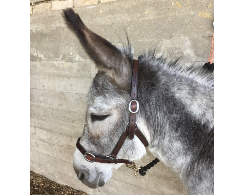 dlprelhc_donkey_969x1024