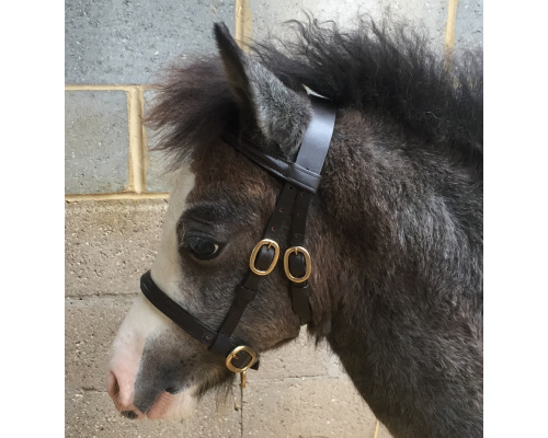 dlrashsl_bert_978x1024