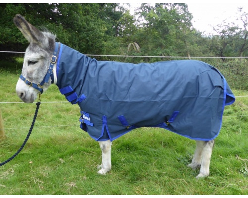 drclcoml_donk_1024x795