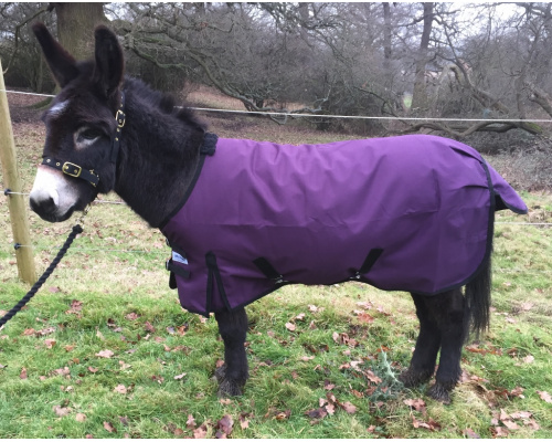 drclxdlw_plum1024x809_936170586